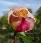 Rose Photo