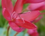 Schizostylis, Hesperantha coccinea, Glaïeul écarlate, familles des iris, origine : Afrique du sud Photo