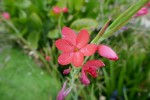 Schizostylis, Hesperantha coccinea, Glaïeul écarlate, familles des iris, origine : Afrique du sud Photo