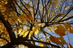 Aesculus parviflora, origine : Etats Unis Photo