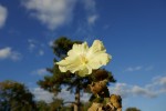 Famille des hibiscus Photo