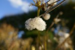 Anémones d'automne Photo
