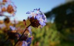 Ceratostigma Photo