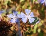 Ceratostigma Photo