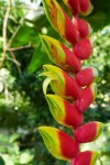 Autre nom : Héliconia Photo