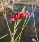 Schizostylis, Hesperantha coccinea, Glaïeul écarlate, familles des iris, origine : Afrique du sud Photo