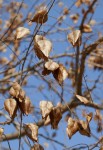Les lanternes contiennent des graines noires, sunommées perles de Chine car elle sont utilisées en Asie pour réaliser des colliers. Savonnier ou Koelreuteria paniculata Photo
