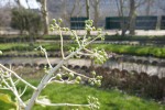 Le fatsia japonica Photo