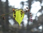 Leycesteria formosa, chèvrefeuille de l'Hymalaya. Le fruit noir dans son enveloppe pourpre est, en plus d'être très décoratif, le régal des faisans. Ces volatiles sont apparemment attirés par son parfum et son goût de caramel. Source : aujardin.info Photo