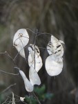 Autre nom : la lunaire, famille des crucifères (chou, cresson, navet, radis…) Photo