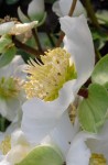 Autre nom : rose de Noël, Famille des renoncules Photo