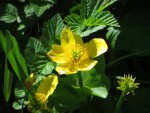 Caltha polypetala Photo