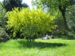 Laburnum, Famille des fabacées Photo