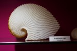 Mollusque céphalopode Photo