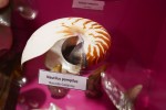 Mollusque céphalopode Photo