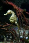 Etymologie hippocampe : Le cheval des mers. Ici : Hippocampe à gros ventre peut-être, hippocampus abdominalis, zone : Australie, Nouvelle-Zélande Photo