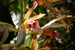 Phaius wallichi, 1001 orchides, 21 fvrier 2019