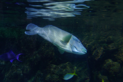 Poisson Napolon, Aquarium de La Rochelle, 2019