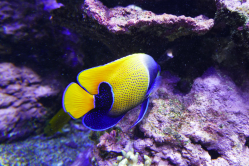 Poisson-ange amiral, Aquarium de Brest, 2017