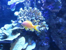 Anthias, Aquarium de porte dore, 2016