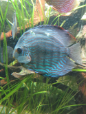 Discus, Aquarium de porte dore, 2016