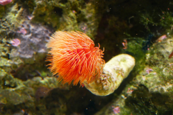 Anmone, Aquarium de Kew gardens, Angleterre, 2016