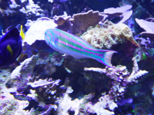 Aquarium, Le Croisic, 2016