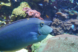 Poisson licorne, aquarium de Saint-Malo, 2019