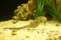 Hippocampe, Aquarium de Saint-Malo, 2016