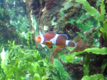 Poisson clown, , Aquarium de Saint-Malo, 2016