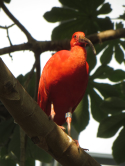Ibis, zoo de Vincennes, 2016