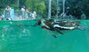 Manchot de Hamboldt, Zoo de Beauval, 2018