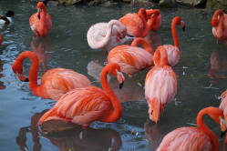 Flamants roses, Zoo de Beauval, 2018
