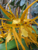 Brassia, Expo 1001 orchides 2016