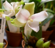 Lycaste, Paris orchides 2018, 23 mars 2018