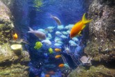 Aquarium du Trocadero, 2022