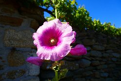 Rose trmire, Pointe Saint-Mathieu, Finistre, 07/07/2017