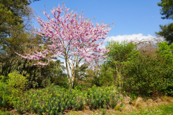 Arbre de Jude, Parc floral de Vincennes, 2017