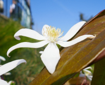 Magnolia, Parc de Bagatelle, 2017