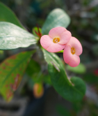 Euphorbia milii, Serres d'Auteuil, 2019