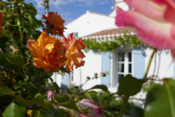 Rosiers, Noirmoutier, 2019