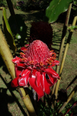Rose de porcelaine, Costa Rica, 2013