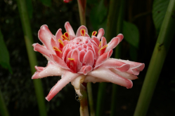 Rose de porcelaine, Jardin de Meise, 2018