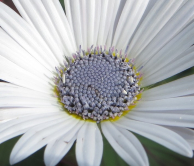 Marguerite du Cap, Bagatelle, 2016