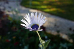 Marguerite du Cap, Bagatelle, 2016