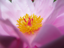 Pivoine, Bagatelle, 2016
