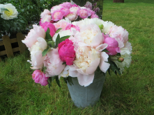 Pivoines, Fete des plantes, Chantilly, 2015