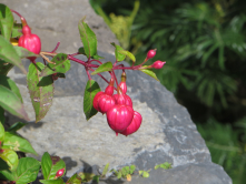 Fuchsia, Madre, 2016