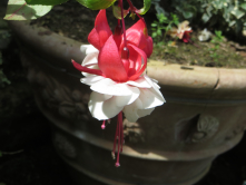 Fuchsia, Bagatelle, 2016