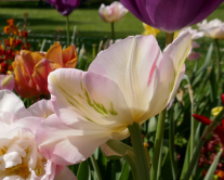 Tulipe, Serres d'Auteuil, 2018